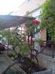 Apartmani Diana